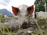 После протестов воронежцев свинокомплексы перенесут подальше от сёл